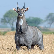 Nilgai