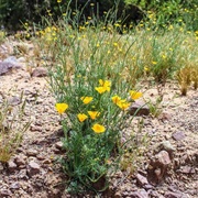 Mexican Gold Poppy