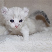 American Curl Kitten