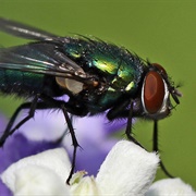 Green Bottle Fly