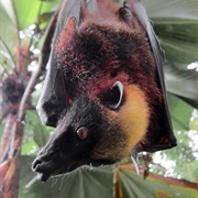 Giant Golden-Crowned Flying Fox