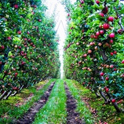 Apple Orchard