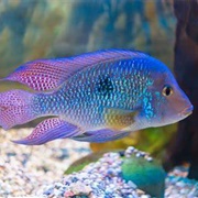 Cichlid