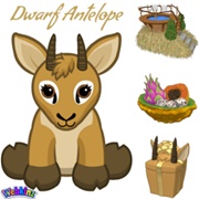 Dwarf Antelope