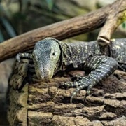 Crocodile Monitor