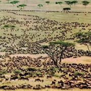 Largest Annual Migration Serengeti