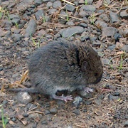 Western Red-Backed Vole