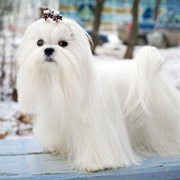 Maltese