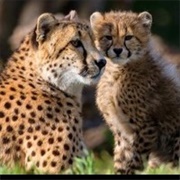 African Cheetah