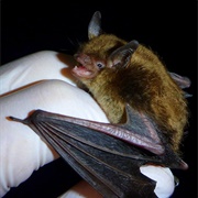 Little Brown Bat