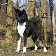 American Akita