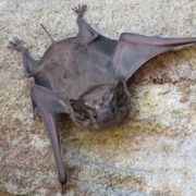 Coastal Sheath-Tailed Bat