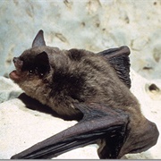 Gray Myotis