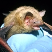 Eastern Pipistrelle (Tri-Colored Bat)