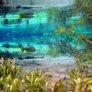 Freshwater Snorkelling Near Bonito, Brazil