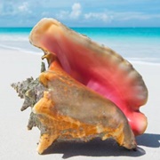 Queen Conch