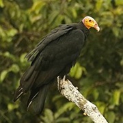 Greater Yellow-Headed Vulture