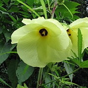 Sunset Hibiscus (Abelmoschus Manihot)