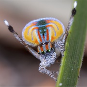 See a Peacock Spider