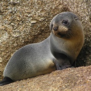 Australian Fur Seal