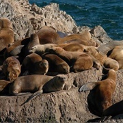 Spot Sealions &amp; Fur Seals at Isla De Lobos, Uruguay