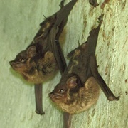 Lesser Sac-Winged Bat