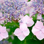 Mountain Hydrangea (Hydrangea Serrata)