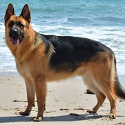 German Shepherd