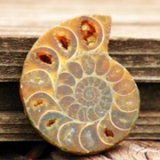 Ammonite