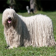 Komondor