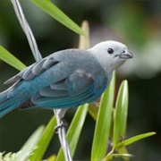 Blue Tanager