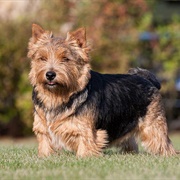 Norwich Terrier