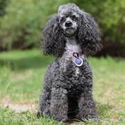 Miniature Poodle