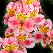 Alstromeria