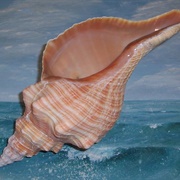 Horse Conch