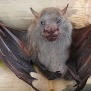 Javan Tailless Fruit Bat