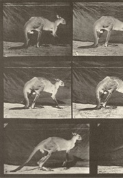 Kangaroo Walking on All Fours, Changing to Jumping 1887 (1890)