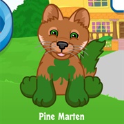 Pine Marten