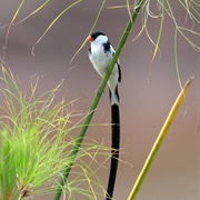 Pin Tailed Whydah