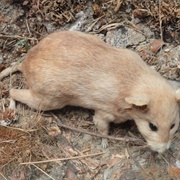 Dusky-Footed Woodrat