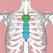 Sternum