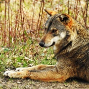 Apennine Wolf