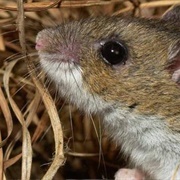 American Deer Mouse