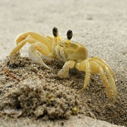 Ghost Crab