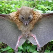 White-Collared Fruit Bat