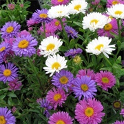 Aster