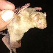 Northern Yellow Bat