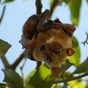 Sulawesi Flying Fox