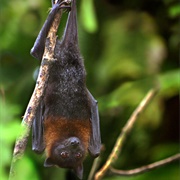 Lyle&#39;s Flying Fox