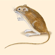 White-Eared Pocket Mouse